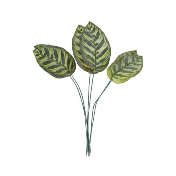 SET 6 FOGLIE CALATHEA MAKOYA 3